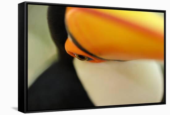 Toco Toucan (Ramphastos toco) adult, close-up of face and beak, Brazil, captive-Malcolm Schuyl-Framed Stretched Canvas