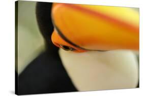 Toco Toucan (Ramphastos toco) adult, close-up of face and beak, Brazil, captive-Malcolm Schuyl-Stretched Canvas