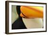 Toco Toucan (Ramphastos toco) adult, close-up of face and beak, Brazil, captive-Malcolm Schuyl-Framed Photographic Print