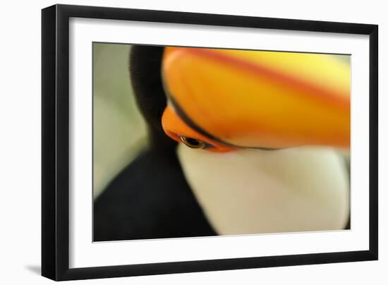 Toco Toucan (Ramphastos toco) adult, close-up of face and beak, Brazil, captive-Malcolm Schuyl-Framed Photographic Print