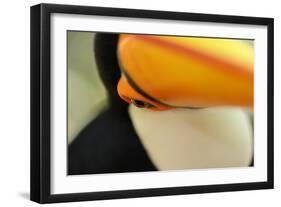 Toco Toucan (Ramphastos toco) adult, close-up of face and beak, Brazil, captive-Malcolm Schuyl-Framed Photographic Print