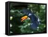 Toco Toucan (Ramphastos Toco) Flying Through the Rainforest, Brazil, Argentina-Andres Morya Hinojosa-Framed Stretched Canvas