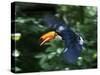 Toco Toucan (Ramphastos Toco) Flying Through the Rainforest, Brazil, Argentina-Andres Morya Hinojosa-Stretched Canvas