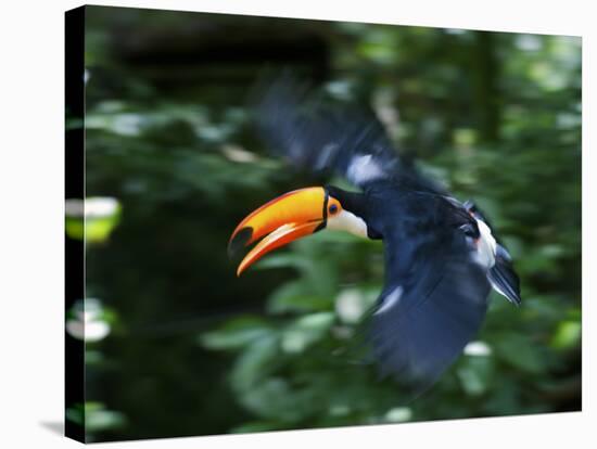 Toco Toucan (Ramphastos Toco) Flying Through the Rainforest, Brazil, Argentina-Andres Morya Hinojosa-Stretched Canvas