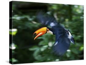 Toco Toucan (Ramphastos Toco) Flying Through the Rainforest, Brazil, Argentina-Andres Morya Hinojosa-Stretched Canvas