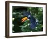 Toco Toucan (Ramphastos Toco) Flying Through the Rainforest, Brazil, Argentina-Andres Morya Hinojosa-Framed Premium Photographic Print