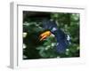 Toco Toucan (Ramphastos Toco) Flying Through the Rainforest, Brazil, Argentina-Andres Morya Hinojosa-Framed Premium Photographic Print