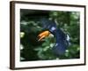 Toco Toucan (Ramphastos Toco) Flying Through the Rainforest, Brazil, Argentina-Andres Morya Hinojosa-Framed Photographic Print