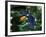 Toco Toucan (Ramphastos Toco) Flying Through the Rainforest, Brazil, Argentina-Andres Morya Hinojosa-Framed Photographic Print