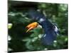 Toco Toucan (Ramphastos Toco) Flying Through the Rainforest, Brazil, Argentina-Andres Morya Hinojosa-Mounted Photographic Print