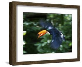 Toco Toucan (Ramphastos Toco) Flying Through the Rainforest, Brazil, Argentina-Andres Morya Hinojosa-Framed Photographic Print