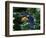 Toco Toucan (Ramphastos Toco) Flying Through the Rainforest, Brazil, Argentina-Andres Morya Hinojosa-Framed Photographic Print