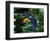 Toco Toucan (Ramphastos Toco) Flying Through the Rainforest, Brazil, Argentina-Andres Morya Hinojosa-Framed Photographic Print