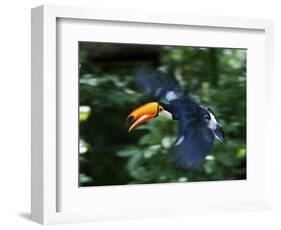 Toco Toucan (Ramphastos Toco) Flying Through the Rainforest, Brazil, Argentina-Andres Morya Hinojosa-Framed Photographic Print