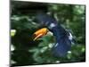 Toco Toucan (Ramphastos Toco) Flying Through the Rainforest, Brazil, Argentina-Andres Morya Hinojosa-Mounted Photographic Print