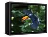 Toco Toucan (Ramphastos Toco) Flying Through the Rainforest, Brazil, Argentina-Andres Morya Hinojosa-Framed Stretched Canvas
