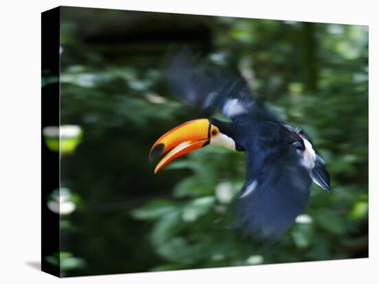 Toco Toucan (Ramphastos Toco) Flying Through the Rainforest, Brazil, Argentina-Andres Morya Hinojosa-Stretched Canvas