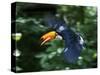 Toco Toucan (Ramphastos Toco) Flying Through the Rainforest, Brazil, Argentina-Andres Morya Hinojosa-Stretched Canvas