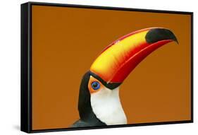 Toco Toucan (Ramphastos Toco) Head And Beak Profile Portrait, Brazil-Angelo Gandolfi-Framed Stretched Canvas