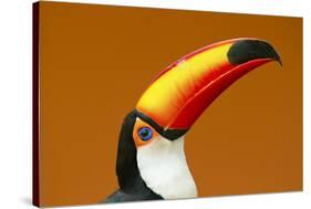 Toco Toucan (Ramphastos Toco) Head And Beak Profile Portrait, Brazil-Angelo Gandolfi-Stretched Canvas