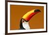 Toco Toucan (Ramphastos Toco) Head And Beak Profile Portrait, Brazil-Angelo Gandolfi-Framed Photographic Print