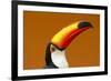 Toco Toucan (Ramphastos Toco) Head And Beak Profile Portrait, Brazil-Angelo Gandolfi-Framed Photographic Print