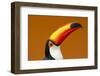 Toco Toucan (Ramphastos Toco) Head And Beak Profile Portrait, Brazil-Angelo Gandolfi-Framed Photographic Print