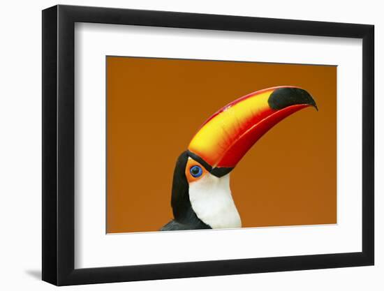 Toco Toucan (Ramphastos Toco) Head And Beak Profile Portrait, Brazil-Angelo Gandolfi-Framed Photographic Print