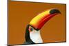 Toco Toucan (Ramphastos Toco) Head And Beak Profile Portrait, Brazil-Angelo Gandolfi-Mounted Photographic Print