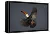 Toco Toucan (Ramphastos Toco) in Flight, Pantanal, Brazil-Wim van den Heever-Framed Stretched Canvas