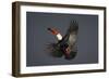 Toco Toucan (Ramphastos Toco) in Flight, Pantanal, Brazil-Wim van den Heever-Framed Photographic Print