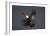 Toco Toucan (Ramphastos Toco) in Flight, Pantanal, Brazil-Wim van den Heever-Framed Photographic Print