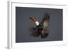 Toco Toucan (Ramphastos Toco) in Flight, Pantanal, Brazil-Wim van den Heever-Framed Photographic Print