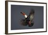 Toco Toucan (Ramphastos Toco) in Flight, Pantanal, Brazil-Wim van den Heever-Framed Photographic Print