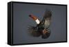 Toco Toucan (Ramphastos Toco) in Flight, Pantanal, Brazil-Wim van den Heever-Framed Stretched Canvas