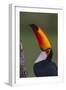 Toco Toucan (Ramphastos Toco) , Pantanal, Brazil-Hermann Brehm-Framed Photographic Print