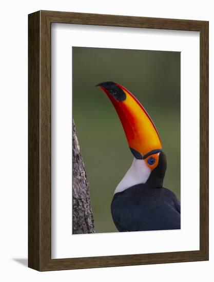 Toco Toucan (Ramphastos Toco) , Pantanal, Brazil-Hermann Brehm-Framed Photographic Print