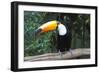 Toco Toucan (Ramphastos toco), Pantanal, Mato Grosso, Brazil, South America-G&M Therin-Weise-Framed Photographic Print