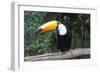 Toco Toucan (Ramphastos toco), Pantanal, Mato Grosso, Brazil, South America-G&M Therin-Weise-Framed Photographic Print