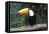 Toco Toucan (Ramphastos toco), Pantanal, Mato Grosso, Brazil, South America-G&M Therin-Weise-Framed Stretched Canvas