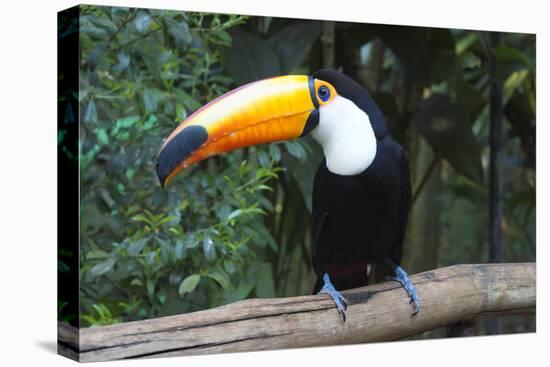 Toco Toucan (Ramphastos toco), Pantanal, Mato Grosso, Brazil, South America-G&M Therin-Weise-Stretched Canvas