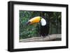 Toco Toucan (Ramphastos toco), Pantanal, Mato Grosso, Brazil, South America-G&M Therin-Weise-Framed Photographic Print
