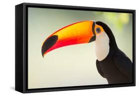 Toco Toucan (Ramphastos Toco), Pantanal Wetlands, Brazil-null-Framed Stretched Canvas