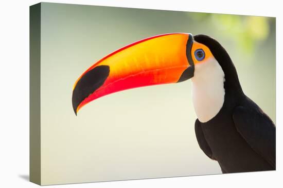 Toco Toucan (Ramphastos Toco), Pantanal Wetlands, Brazil-null-Stretched Canvas