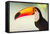 Toco Toucan (Ramphastos Toco), Pantanal Wetlands, Brazil-null-Framed Stretched Canvas