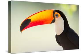 Toco Toucan (Ramphastos Toco), Pantanal Wetlands, Brazil-null-Stretched Canvas