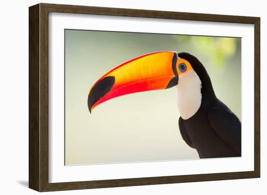 Toco Toucan (Ramphastos Toco), Pantanal Wetlands, Brazil-null-Framed Premium Photographic Print