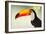 Toco Toucan (Ramphastos Toco), Pantanal Wetlands, Brazil-null-Framed Premium Photographic Print