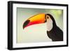 Toco Toucan (Ramphastos Toco), Pantanal Wetlands, Brazil-null-Framed Premium Photographic Print