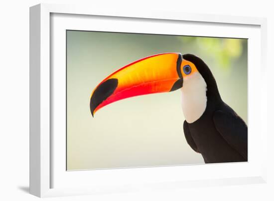 Toco Toucan (Ramphastos Toco), Pantanal Wetlands, Brazil-null-Framed Premium Photographic Print